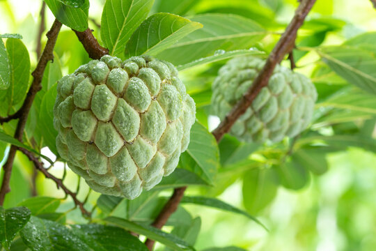 Custard Apple